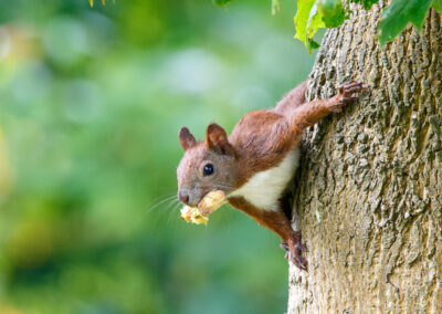 TERRAbyte - Naturfotografie - Referenzen