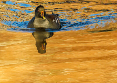 TERRAbyte - Naturfotografie - Referenzen