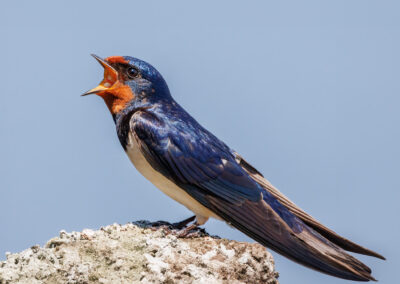 TERRAbyte - Naturfotografie - Referenzen